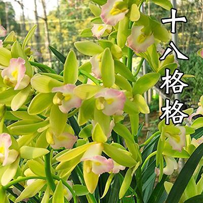 棚琶