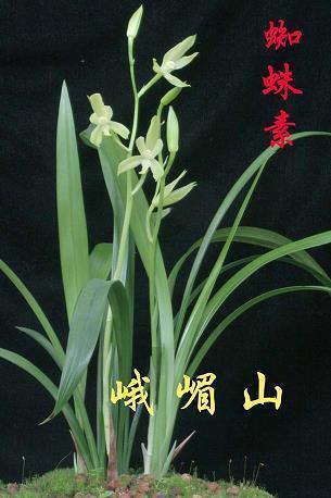 簌