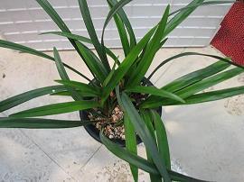 鬉