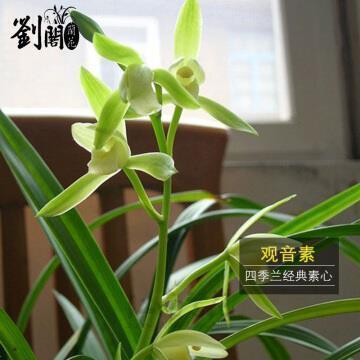 蘌