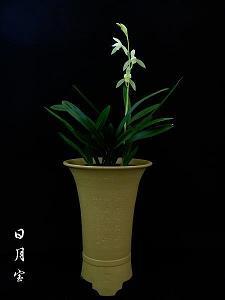 蝣