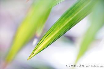 敌雠