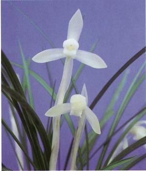 财主