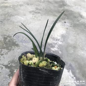 抉微