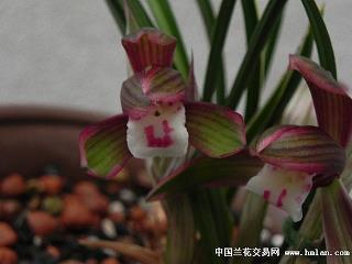 柔绿