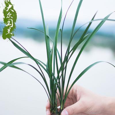 朱笺