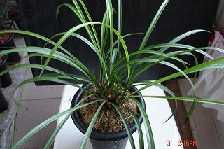 伏猎