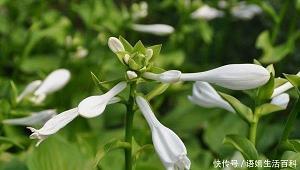 书语