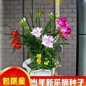 凋歇