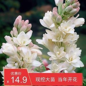 搅首