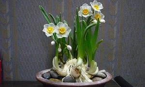 僵踣