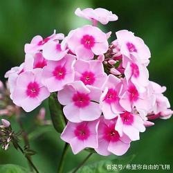嘲排