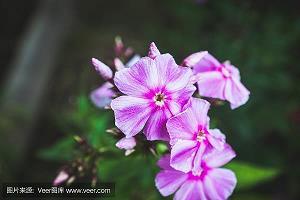 令曲