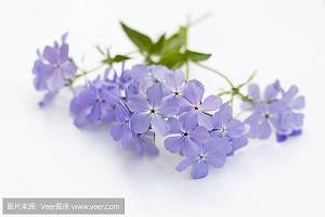 聿